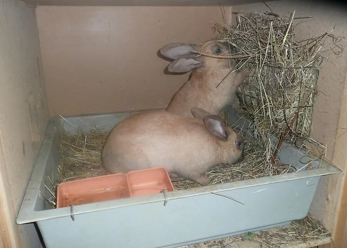 Meielisalp Leissigen