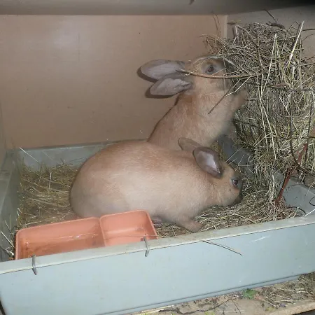 Meielisalp 莱西根